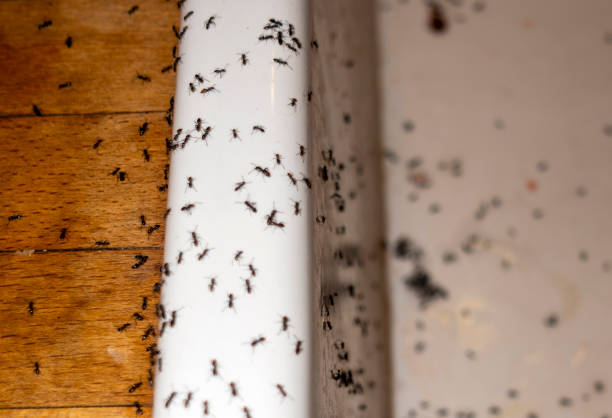 Best Pest Prevention Services  in Oak Grove, TN
